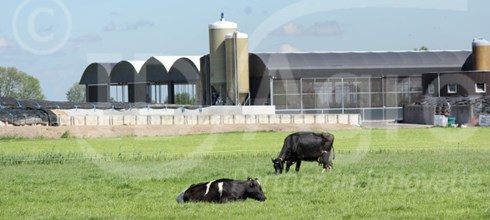 Realisatie Serrestal, 500 stuks vee in Kampen (Ov)