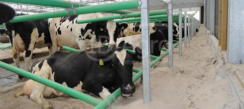 Serrestal voor 300 koeien in Skærbæk, Denemarken