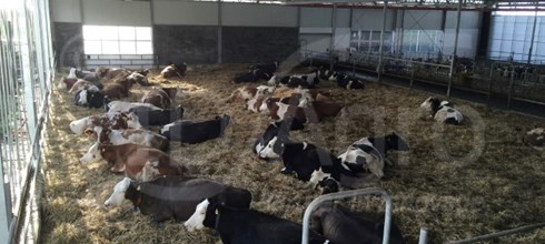 Potstal in Oudenkerk ad Amstel (NH) voor  60 biologische melkkoeien 
