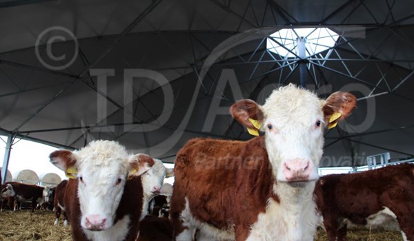 ID Agro op bezoek bij Herefords in Roundhouse