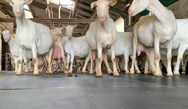 Subsidie voor testen High Welfare Floor in geitenstal