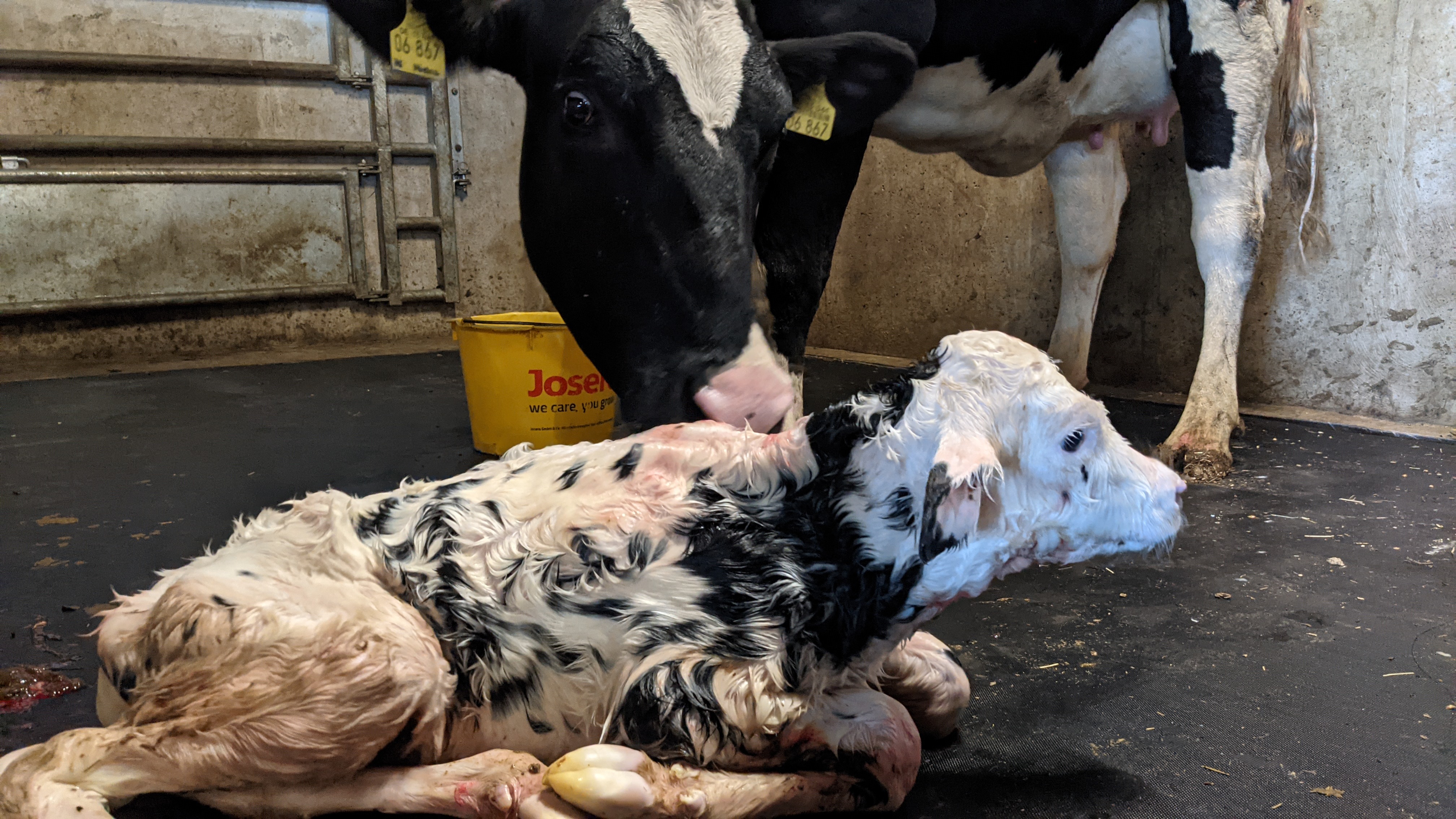 High Welfare Floor afkalfhokken in Duitsland