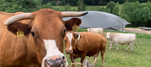 Innovatieve Roundhouse Stal: Een revolutie in diervriendelijke veehouderij bij de familie Gerspacher