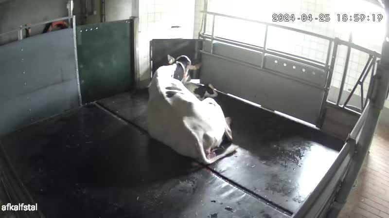 Afkalfstal met High Welfare Floor