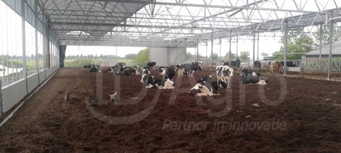 Opgeleverd in Zuid-Holland; Vrijloopstal voor 100-120 melkkoeien