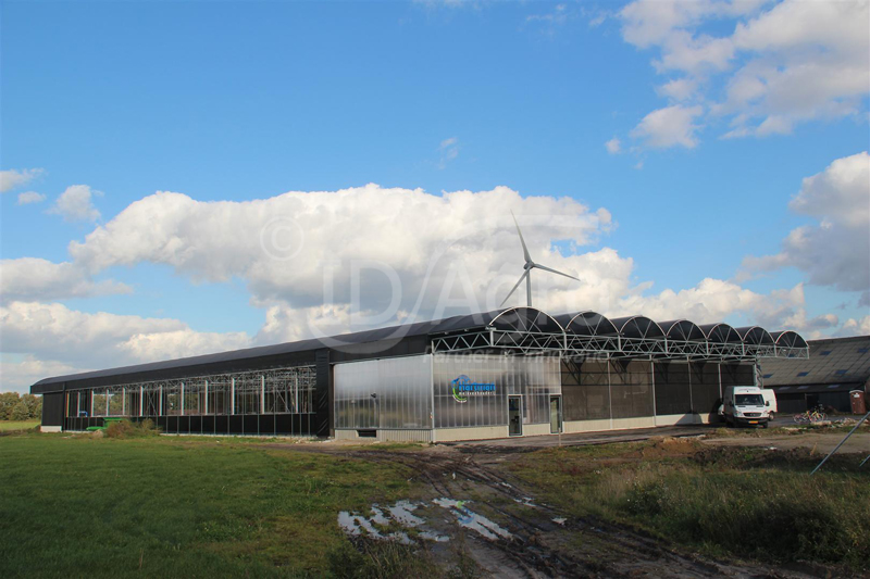 Koeiendans in nieuwe vrijloopstal Fam. Hartman