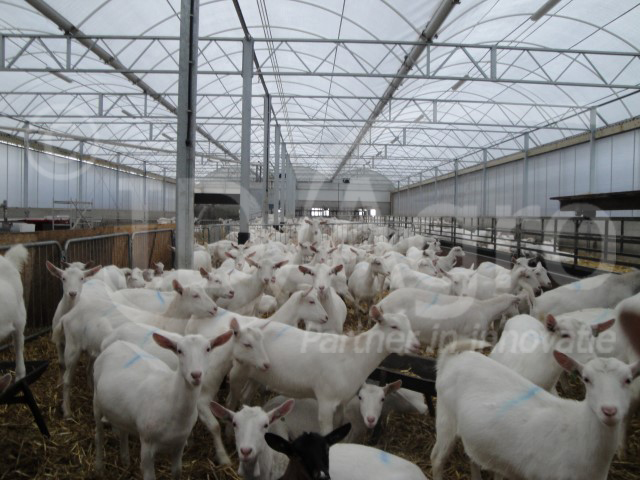 Serrestal Melkgeiten in Friesland