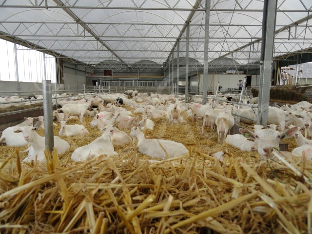 Serrestal voor Melkgeiten opgeleverd