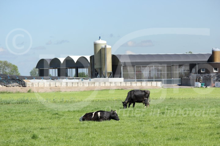 Realisatie Serrestal, 500 stuks vee in Kampen (Ov)