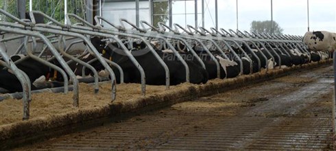 Opgeleverd 5 rijige ligboxenstal voor 170 melkkoeien in Gelderland