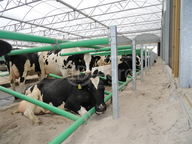 Serrestal voor 300 koeien in Skærbæk, Denemarken