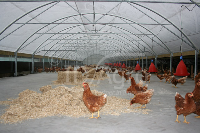 Wintergarten voor Leghennen