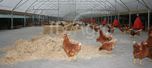 Wintergarten voor Leghennen