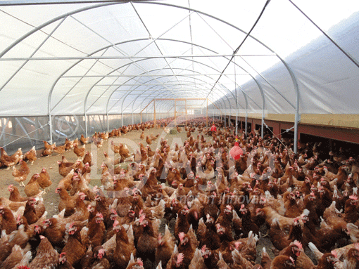 Wintergarten voor Scharrelkippen