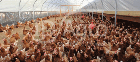 Wintergarten voor Scharrelkippen