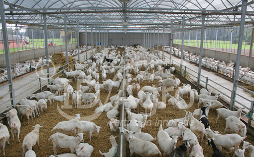 Serrestal voor 800 Melkgeiten