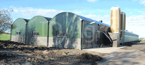 Serrestal voor Leghennen