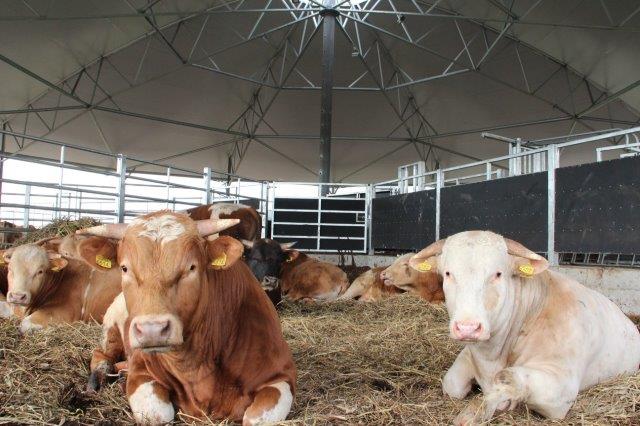 Roundhouse voor Zoogkoe tot Vleesstier