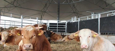 Roundhouse voor Zoogkoe tot Vleesstier