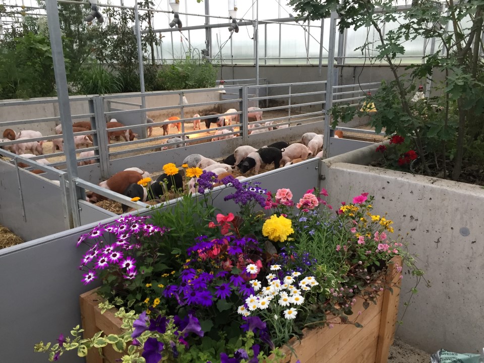 Serrestal voor Varkens