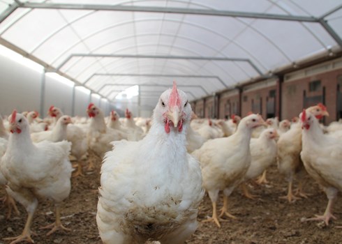 Wintergarten Pluimvee