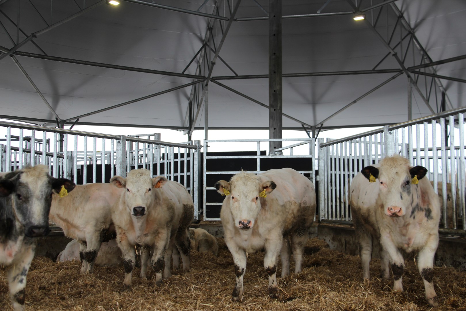 Roundhouse 30 voor Belgisch Witblauw