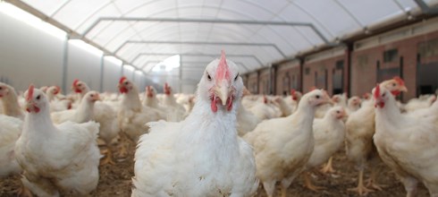 Wintergarten voor Vleeskuikens