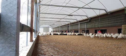 Wintergarten biologische leghennen